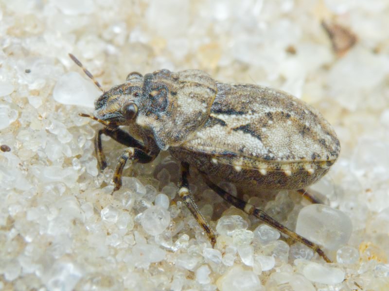 Phimodera humeralis (Dalman, 1823)